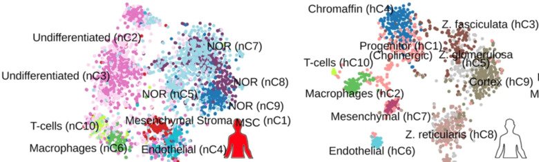 Oxygen sensing, cancer and intratumor heterogeneity – Schlisio Lab